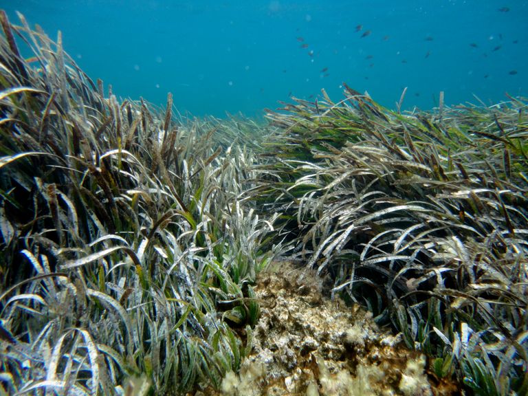 Pradera de ‘Posidonia oceánica’ en Formentera. Fernando Estalleras Pradera de ‘Posidonia oceánica’ en Formentera. Fernando Estalleras