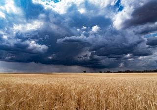 ¿Cuáles son las principales amenazas agrícolas durante el otoño? La explicación del agrónomo José David Díaz