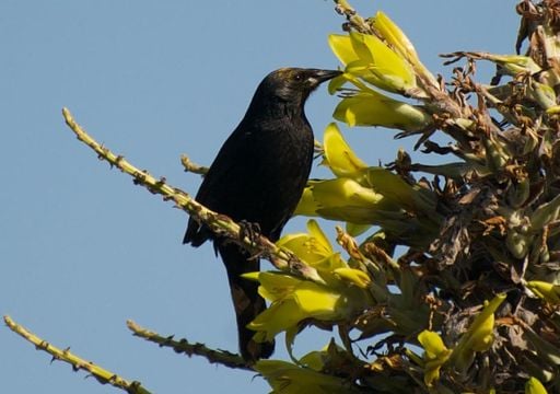 Las ‘ramitas trampolín’: la ingeniosa adaptación de la Puya chilensis para atraer aves polinizadoras