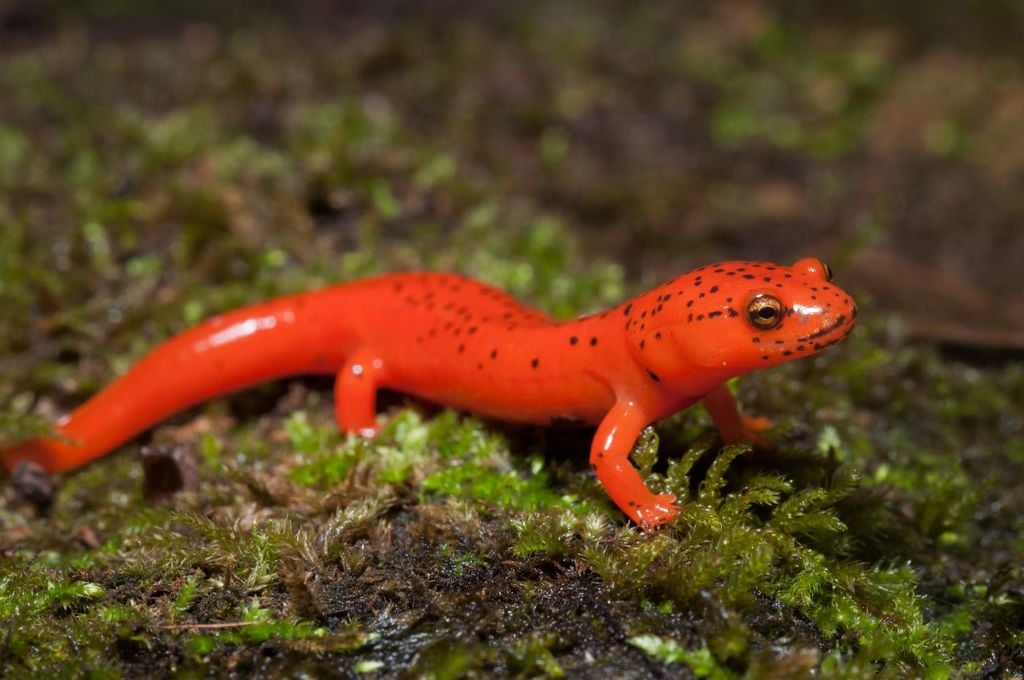 La regeneración de la salamandra como modelo para el desarrollo de nuevas terapias regenerativas y anticancerígenas. La regeneración de la salamandra como modelo para el desarrollo de nuevas terapias regenerativas y anticancerígenas.