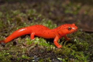 Las salamandras pueden regenerar extremidades completas: &iquest;Por qu&eacute; los humanos solo cicatrizamos las heridas?