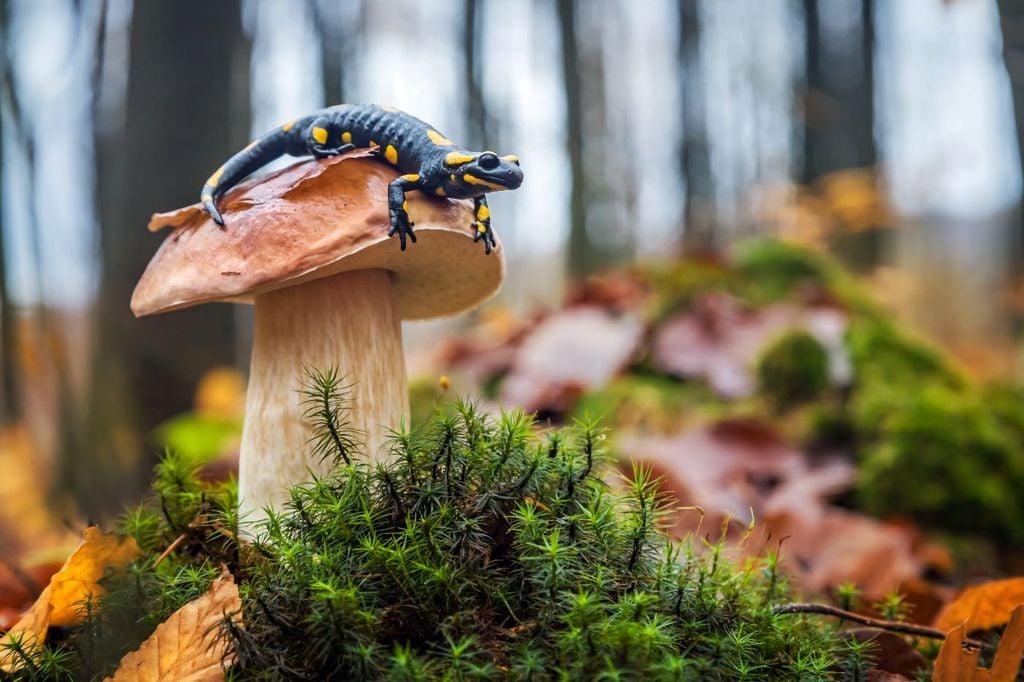 La diferencia clave entre la curación de una persona y la de una salamandra está en cómo reaccionan sus fibroblastos tras una herida. La diferencia clave entre la curación de una persona y la de una salamandra está en cómo reaccionan sus fibroblastos tras una herida.