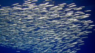 Las sardinas se mudan al norte por el calentamiento de los océanos