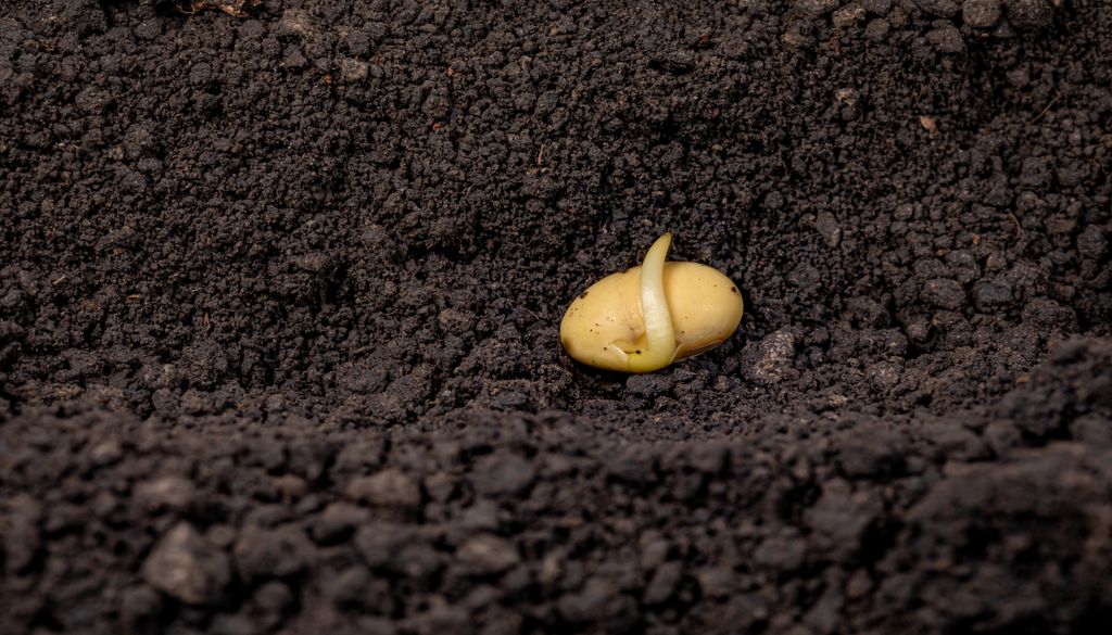 El momento de la germinación, un milagro natural.