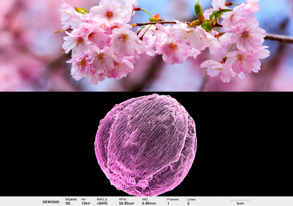 Imagen microscopica de grano de polen de cerezo