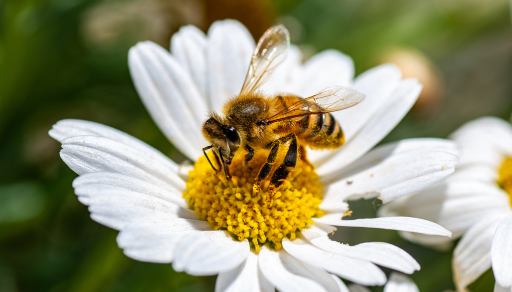 flor y abeja. Las flores utilizan colores, aromas y patrones —algunos visibles solo en ultravioleta— para guiar a las abejas hacia sus recursos y facilitar el contacto con el polen.