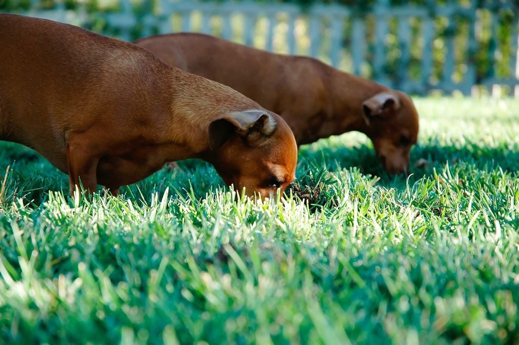 Perros oliendo la yerba. PXHERE.com