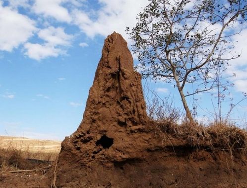 Resultado de imagen de termitas y metano