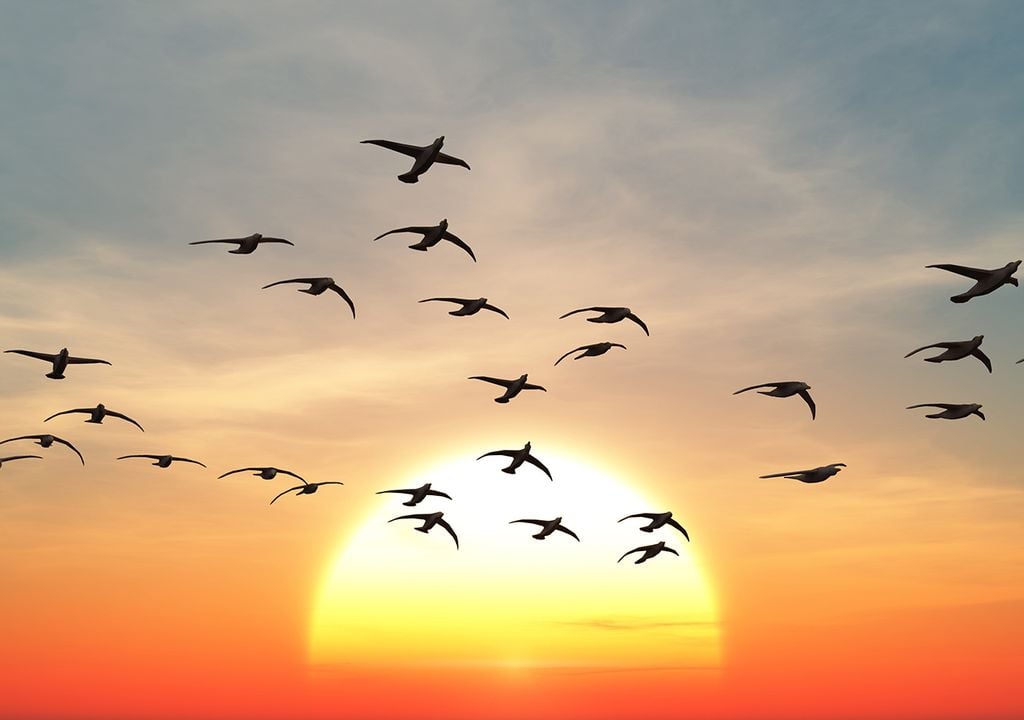 Las tormentas solares emergen a la brújula cuántica de las aves migratorias