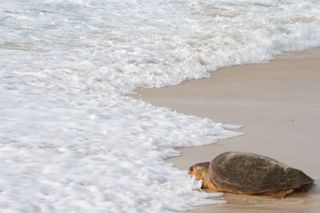 Las tortugas en el Mediterráneo occidental y los plásticos