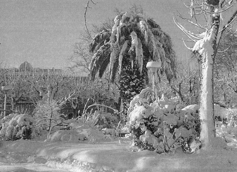 Las tres olas de frío de febrero de 1956 Las tres olas de frío de febrero de 1956