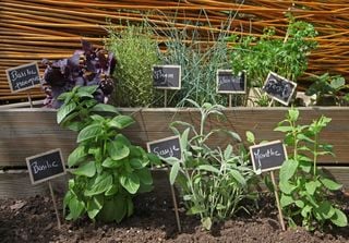 Las 3 plantas aromáticas que ahuyentan los pulgones y atraen mariposas perfectas para tu jardín