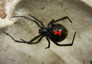 Las viudas negras atraen a sus "víctimas" con olor a patas