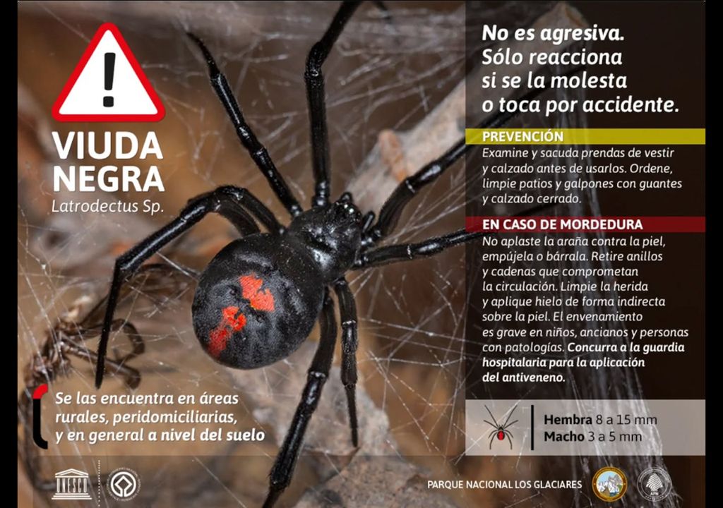 cuidarse de la viuda negra cuidarse de la viuda negra