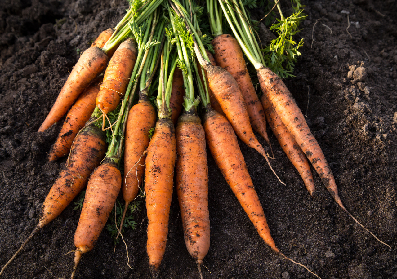 Las zanahorias naranjas destacaron por su apariencia y por su sabor dulce y suave, lo que las hizo rápidamente populares en Europa y en el mundo entero.