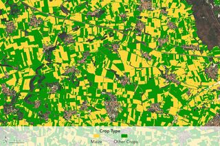 Láser en campos de maíz