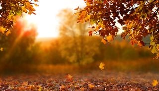 Laub vom Nachbarbaum im eigenen Garten? Warum Sie es meistens selbst wegr&auml;umen m&uuml;ssen