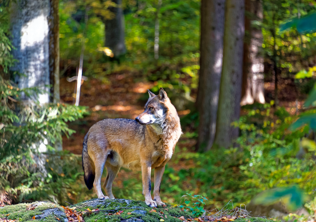 Wolf, Wald, Tiere, Rheingau-Taunus, Natur