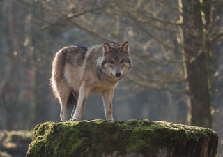 Laut Medienmeldung: Neue Wölfe im Rheingau-Taunus gesichtet – Experten erklären Rudelverhalten und Schutzmaßnahmen