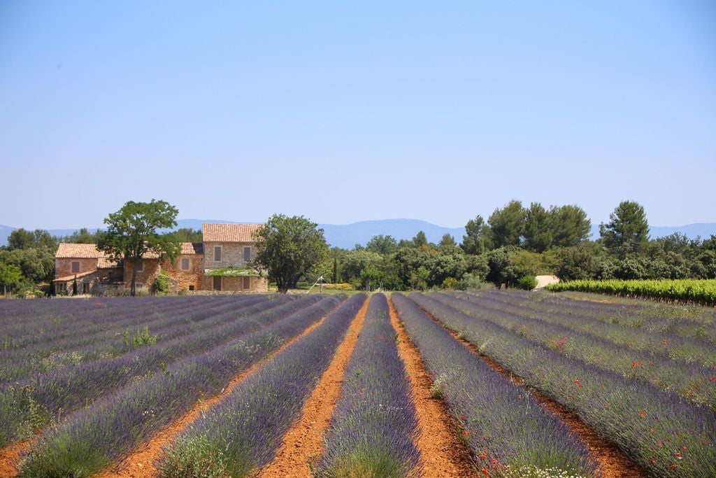 Lavendel Lavendel