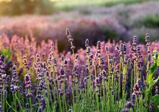 Lavender season in the UK: care tips and creative uses