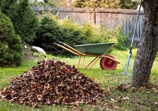 Lavori dell’orto a ottobre in Italia: dalle potature alle protezioni invernali, cosa fare prima dell’arrivo del freddo