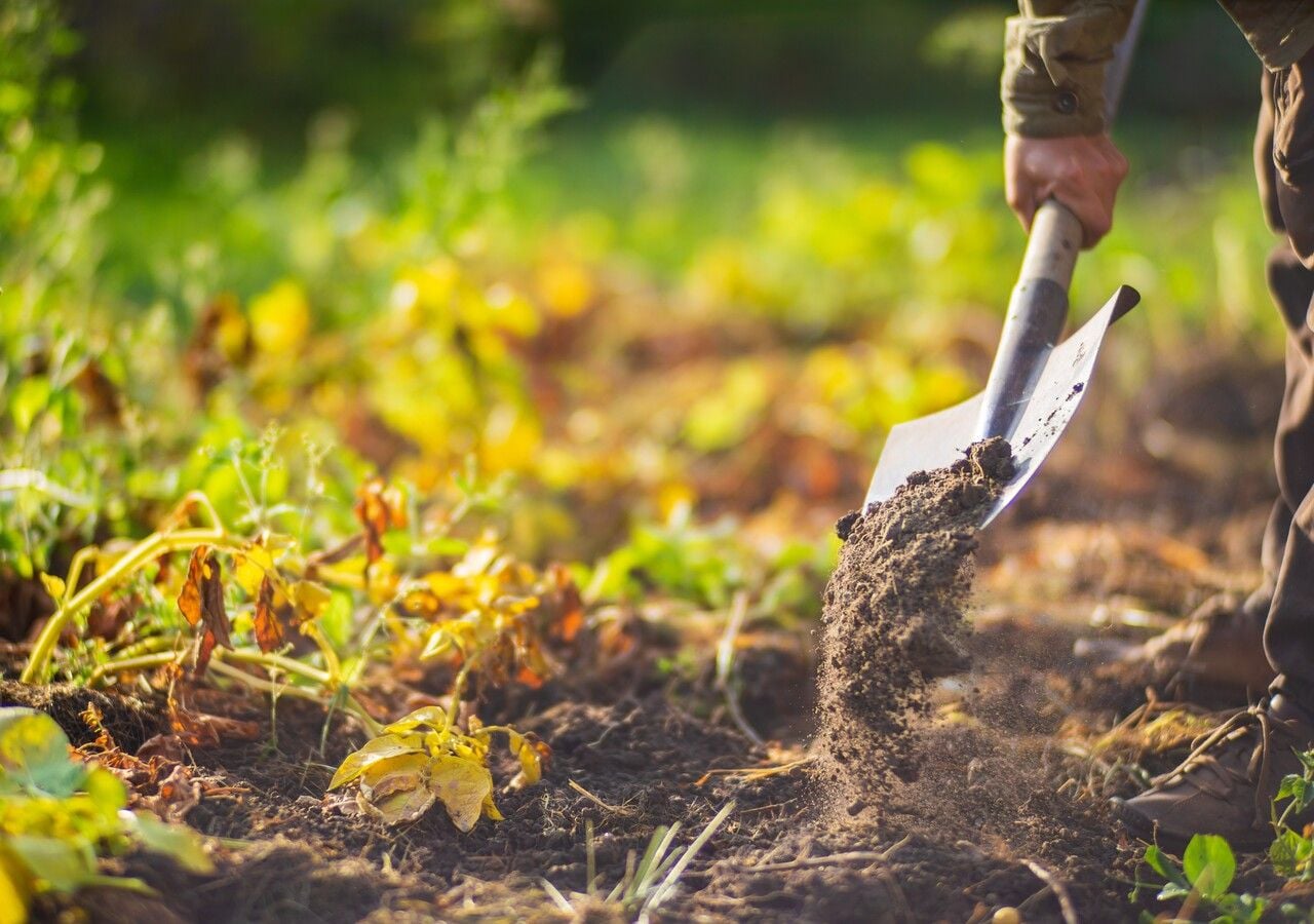 Orto di settembre: il calendario dei lavori