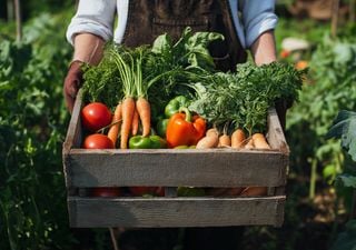 Lavori nell'orto a maggio: i segreti per un orto sano e produttivo