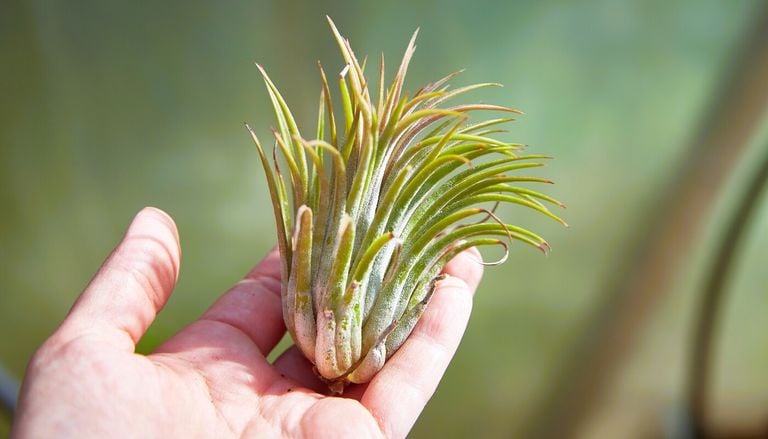 Las 5 plantas m&aacute;s ins&oacute;litas para cultivar en casa: &iexcl;Parecen de otro planeta!