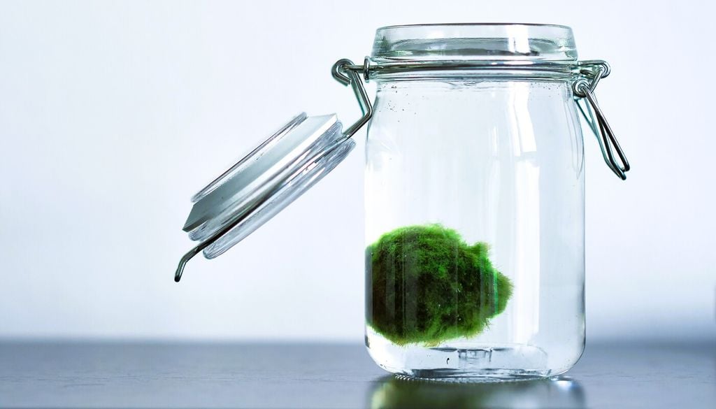 Marimo: la misteriosa “sfera verde” del mondo acquatico