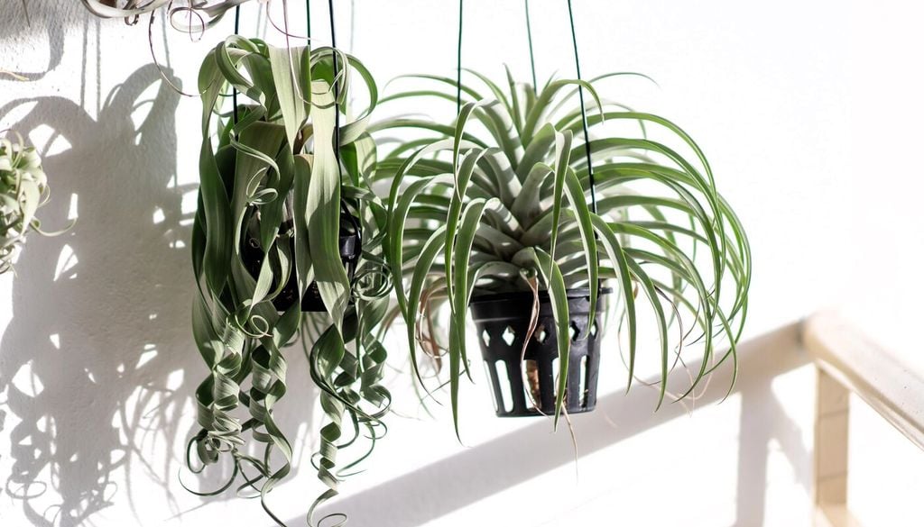Tillandsia: la pianta che vive senza terra
