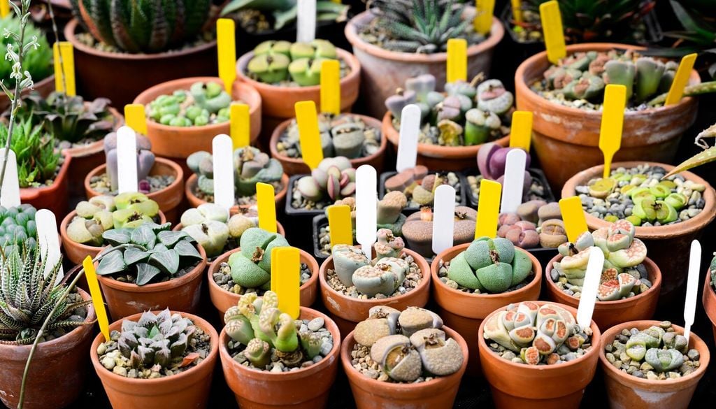 Lithops: i “sassi viventi” del deserto
