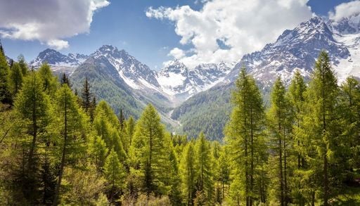 Le Alpi diventano pi&ugrave; verdi: l&rsquo;avanzata delle foreste minaccia la fauna di alta quota
