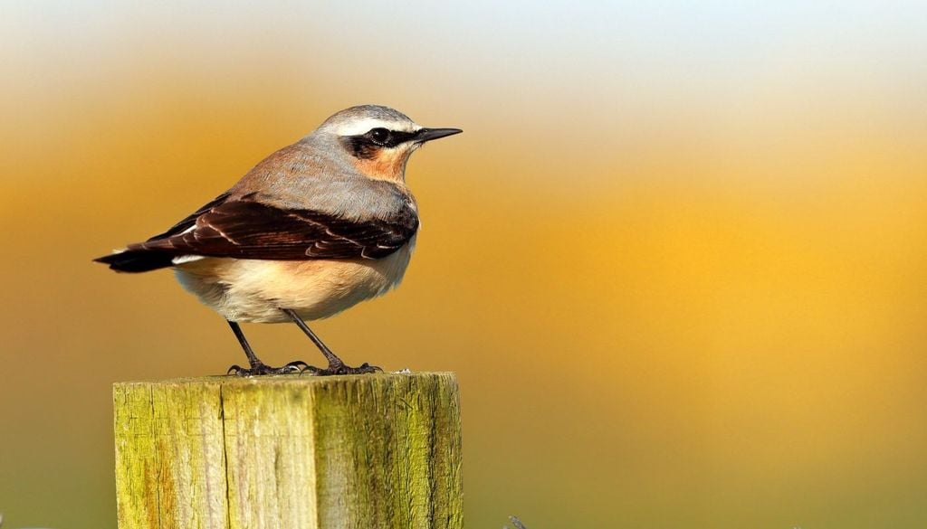Il culbianco (Oenanthe oenanthe) è un piccolo passeriforme migratore che predilige le praterie alpine di alta quota,