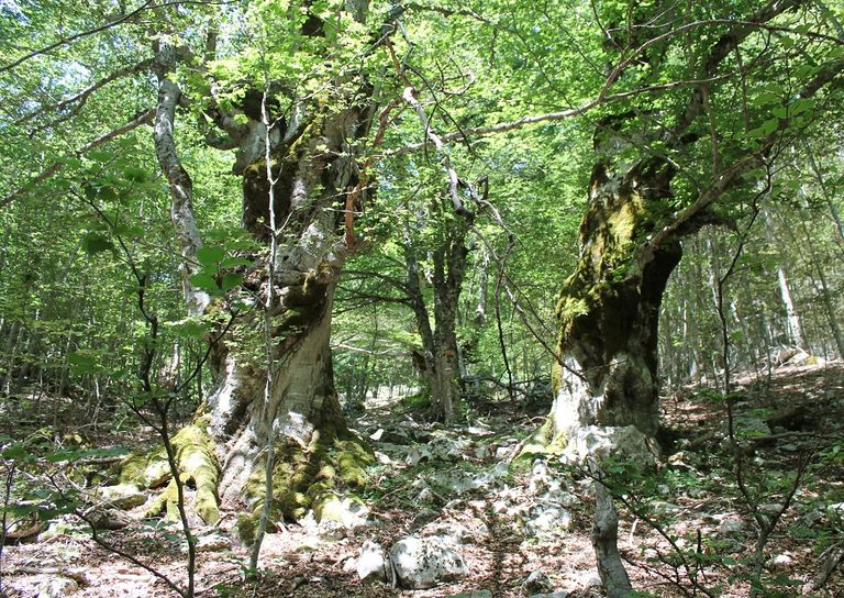 Le Antiche Faggete Italiane, Patrimonio Dell’UNESCO: Ecco Dove Sono