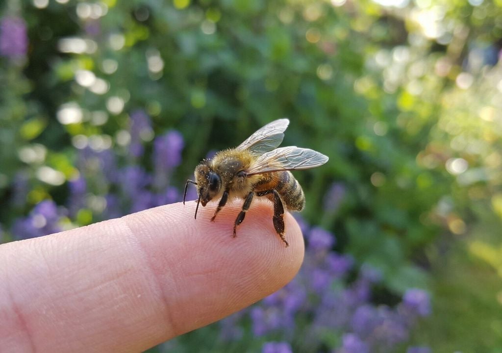 Giardinaggio "bee-friendly": questa primavera scegli piante mellifere e trasforma il tuo balcone o giardino in un rifugio per le api e altri insetti impollinatori