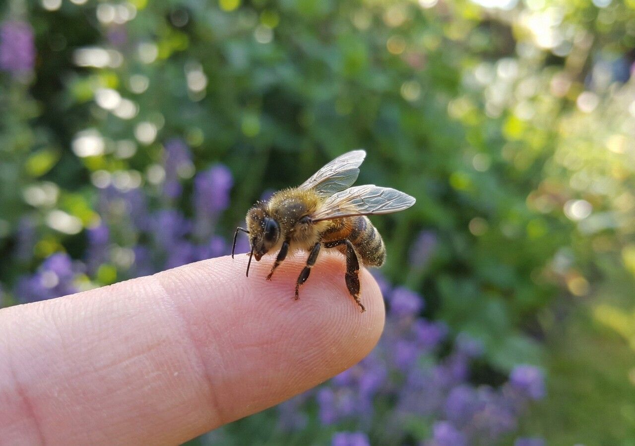 Le api sono in pericolo, ma tu puoi aiutarle: scopri piante e fiori ...