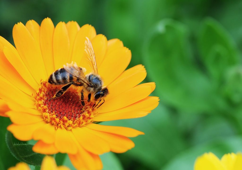 Fiore di calendula visitato da un'ape