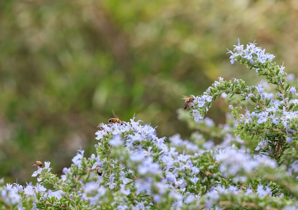Una pianta di rosmarino in fiore attrae api in cerca di polline e nettare
