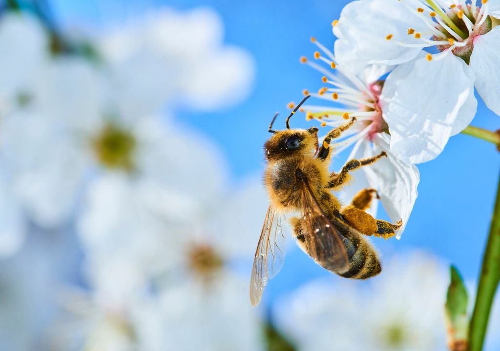Un fiore di melo visitato da un’ape: è l’impollinazione entomofila, il trasferimento di polline operato dagli insetti, fondamentale per la formazione di molti frutti