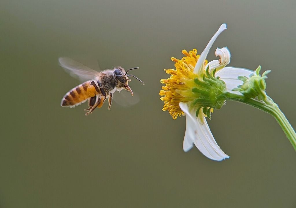 Ogni scelta vegetale per il balcone o il giardino può diventare un piccolo ma fondamentale contributo per contrastare il declino delle api e degli insetti impollinatori