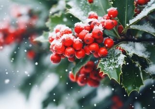 Le bacche rosse che tengono lontano gli spiriti maligni: la storia dell'agrifoglio, il vero simbolo pagano del Natale