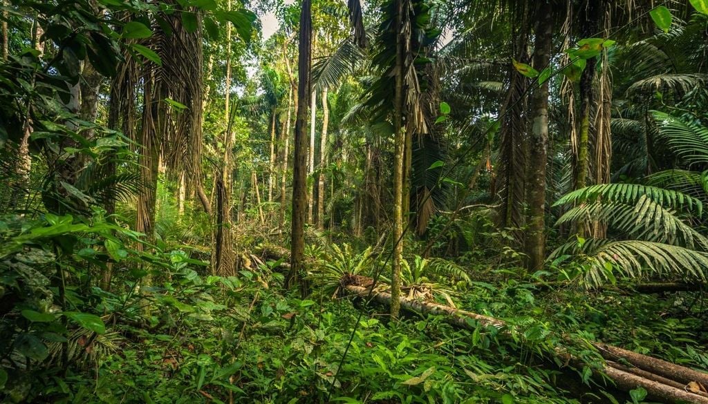 Le foreste tropicali sono un autentico patrimonio di biodiversità, anche nel sottosuolo
