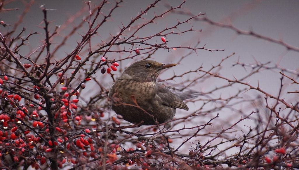 Lors d'une sortie dans la nature et parfois même en ville, il n'est pas rare de rencontrer des oiseaux... Lors d'une sortie dans la nature et parfois même en ville, il n'est pas rare de rencontrer des oiseaux...