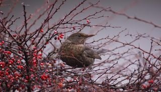 Le birdwatching, nouvelle passion de la Gen Z