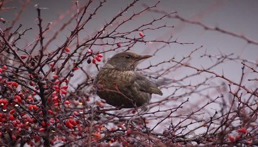 Le birdwatching, nouvelle passion de la Gen Z