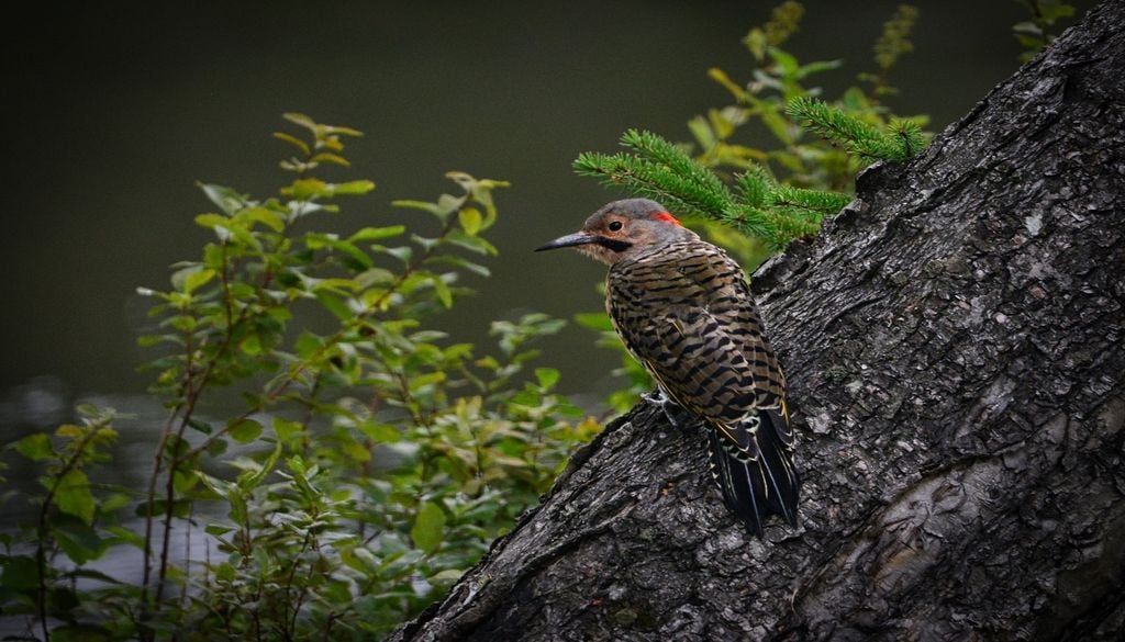 Pour aller plus loin dans le birdwatching, on essaye de reconnaître les familles d'oiseaux. Pour aller plus loin dans le birdwatching, on essaye de reconnaître les familles d'oiseaux.