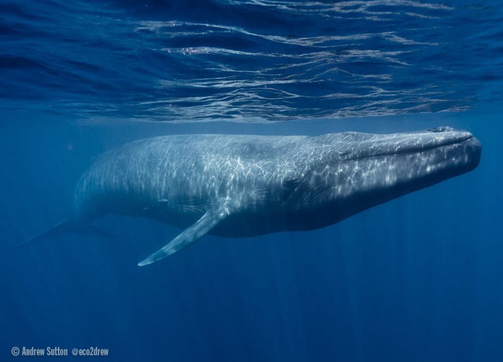 Le chant des baleines bleues perturbé par le dérèglement climatique.