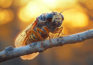 Le cicale e il loro “canto”: il sottofondo musicale dell’estate mediterranea sta per tornare