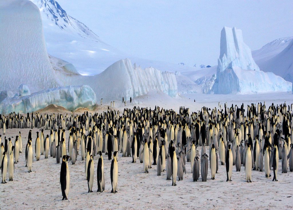 Colonie de manchots empereurs (Antarctique, Mer de Ross) Colonie de manchots empereurs (Antarctique, Mer de Ross)